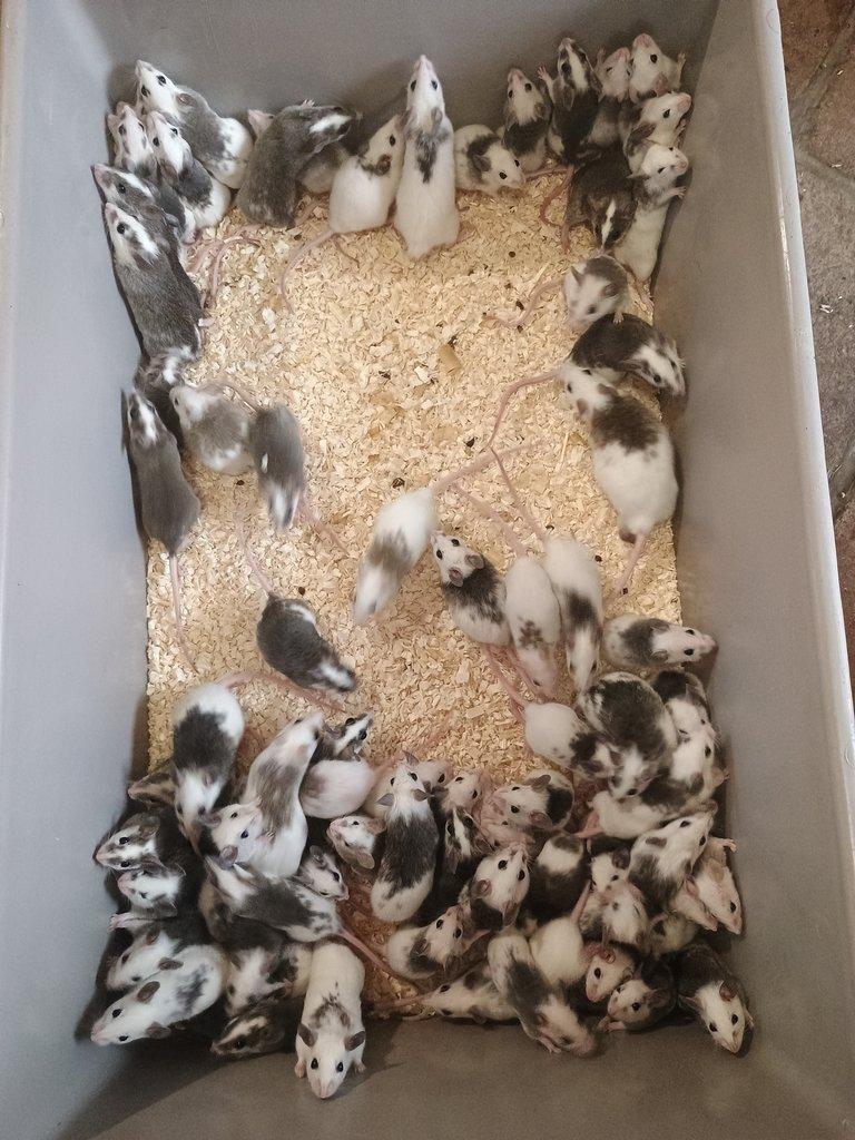 Mastomyši 350ks