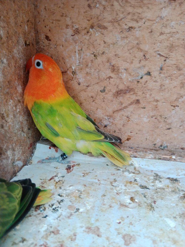 Prodám Fischer opalin