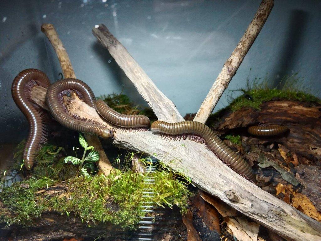 Anadenobolus monilicornis,telodeinopus aoutii mláďata