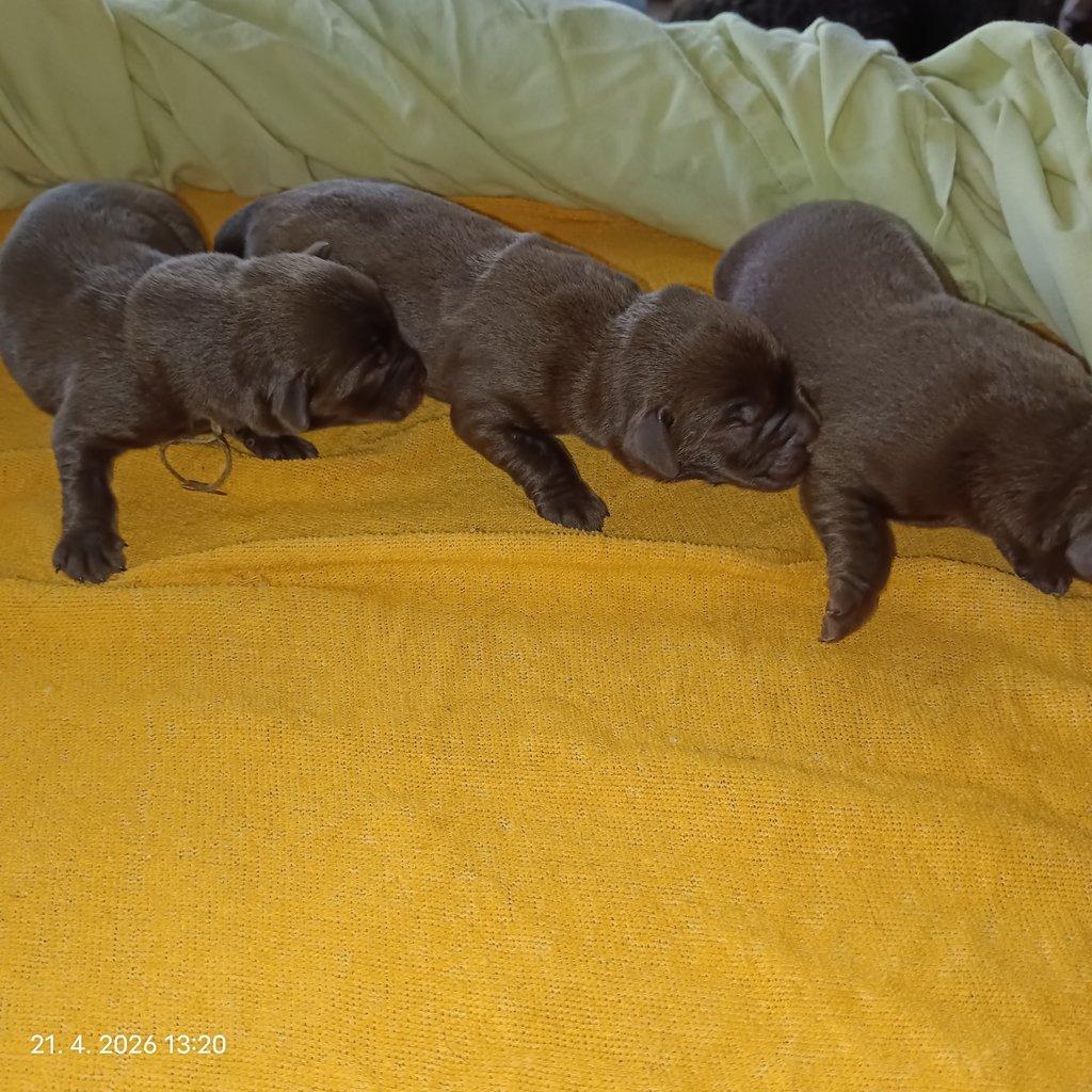 Labradorský retrívr štěňe s PP - holky i kluci