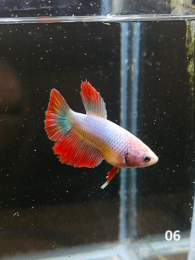 Betta Splendens - Samci