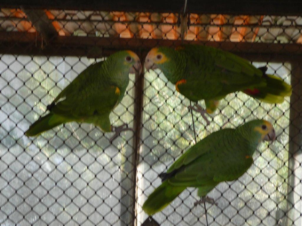 Amazoňan žlurtoramenný /Amazona barbadensis/