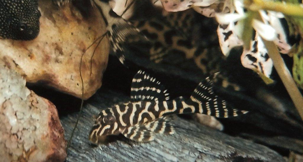 Hypancistrus king tiger pleco L066