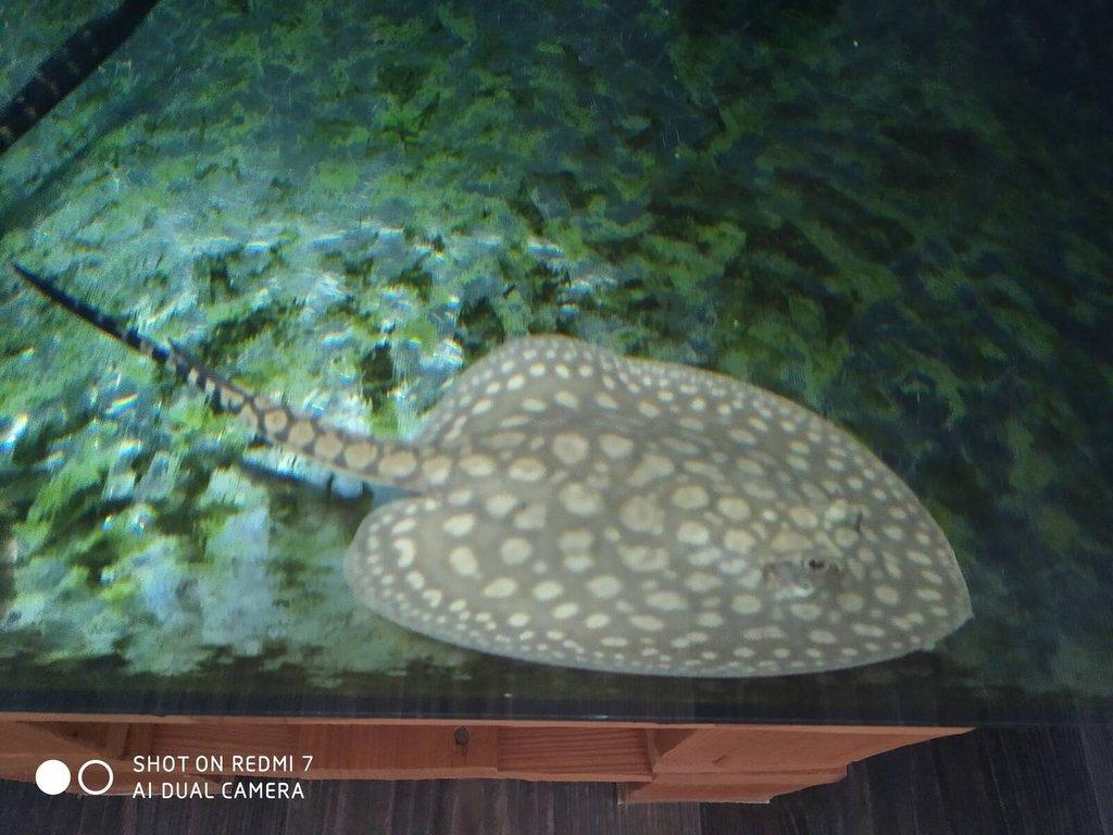 REJNOK -potamotrygon scobina