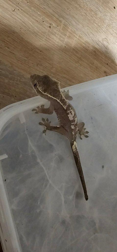 Axanthic ciliatus , vymena za sklipkany mozna