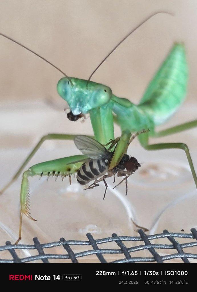 Hierodula majusculaa-určené páry