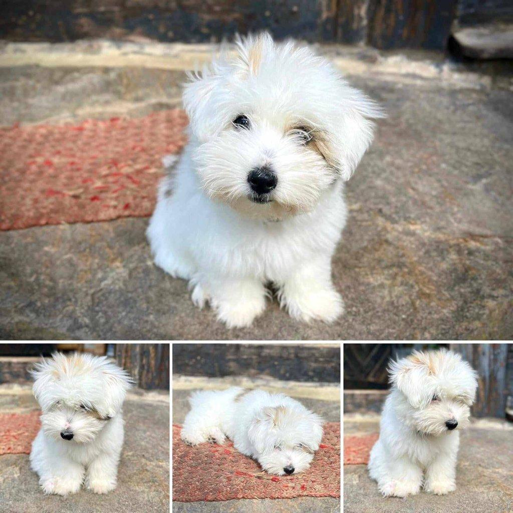 Nabízíme štěňátko coton de tulear