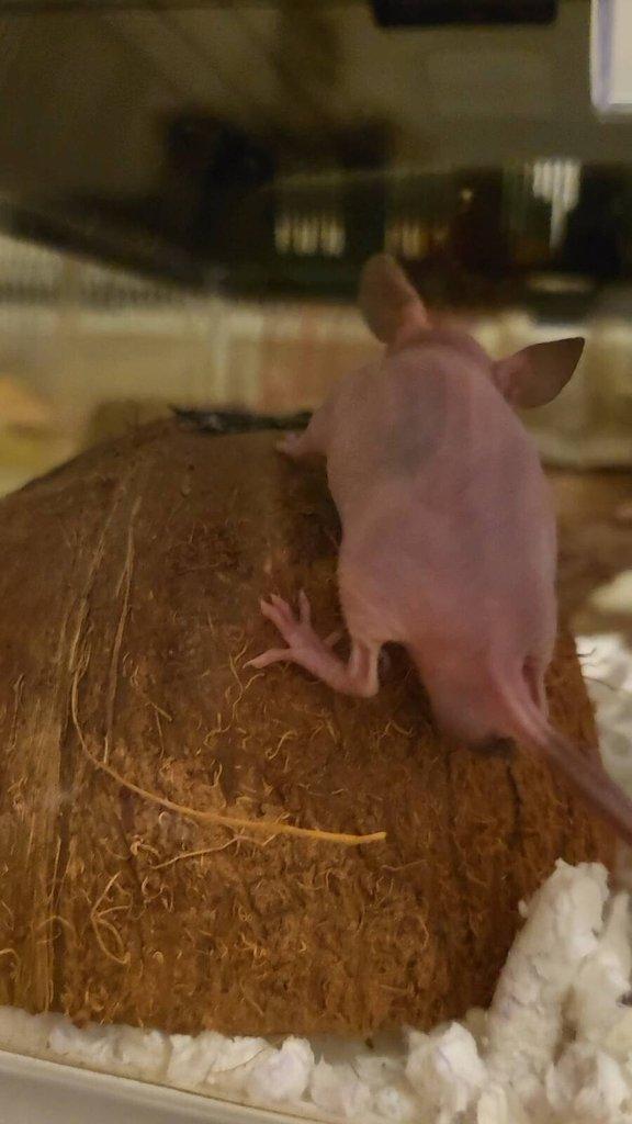 Naháček (myš bezsrstá - hairless (nunu))