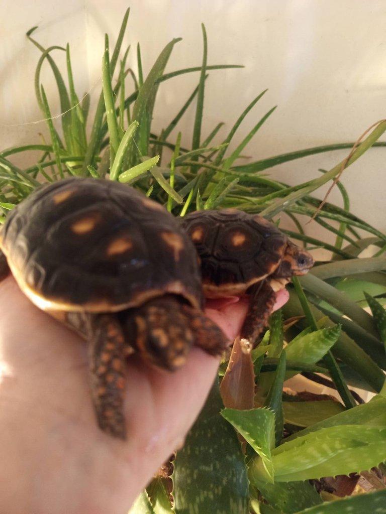 Želva uhlířská, dvě roční želvy/ Brno -venkov