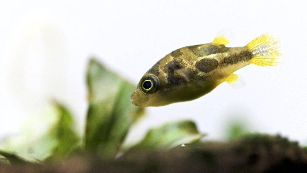 Čtverzubec trpasličí