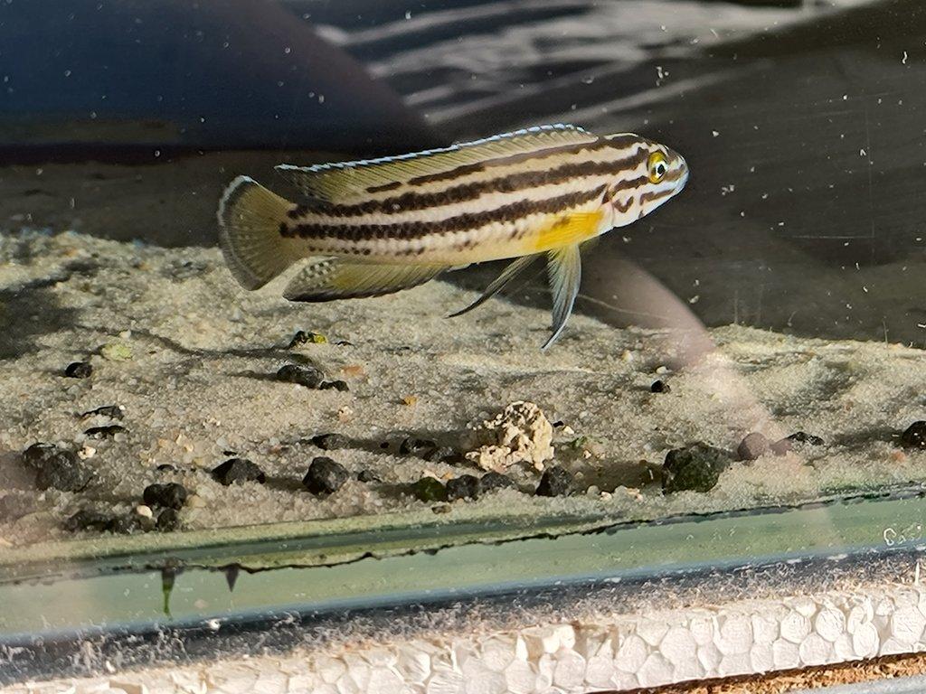 Malawi Tanganika Fauna trhy Ostrava 25.5.