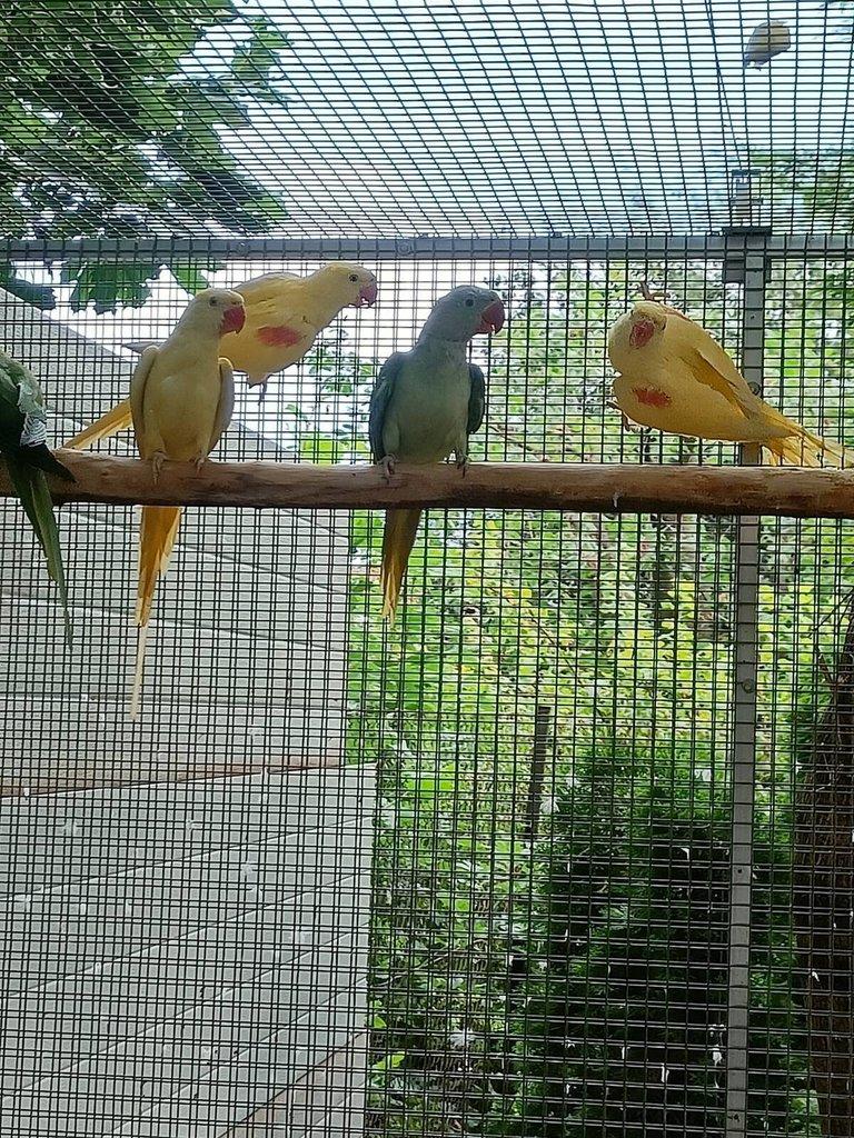 Alexandr velký Lutino