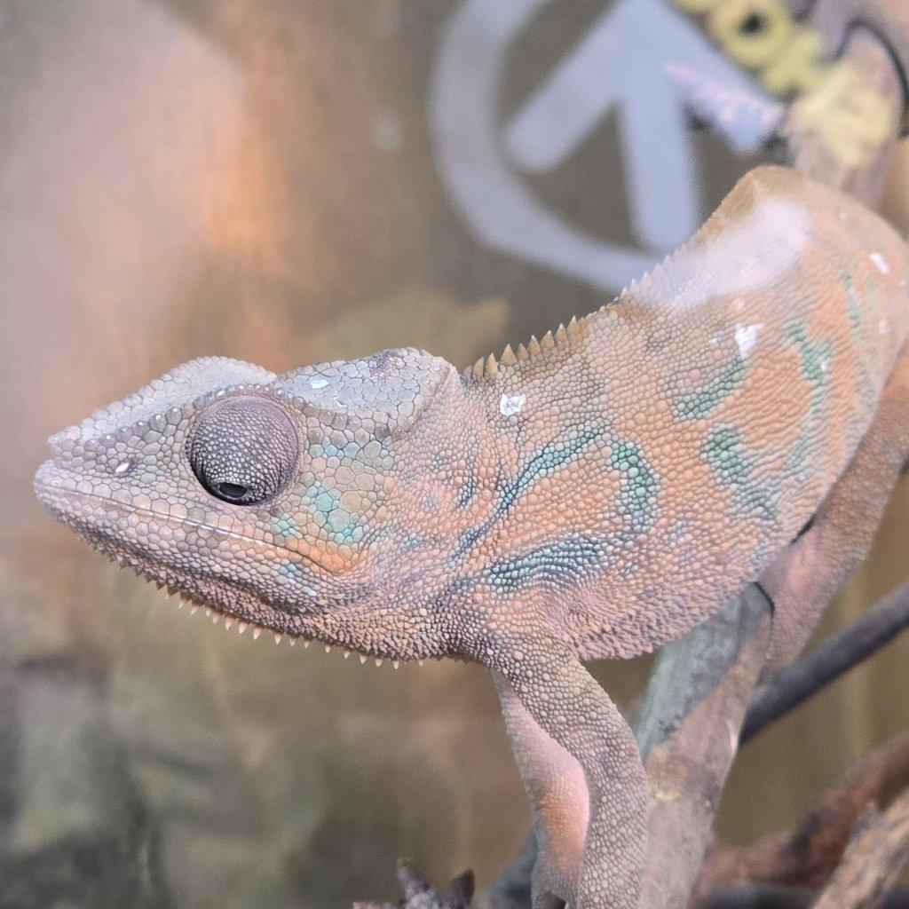 Furcifer pardalis nosy be