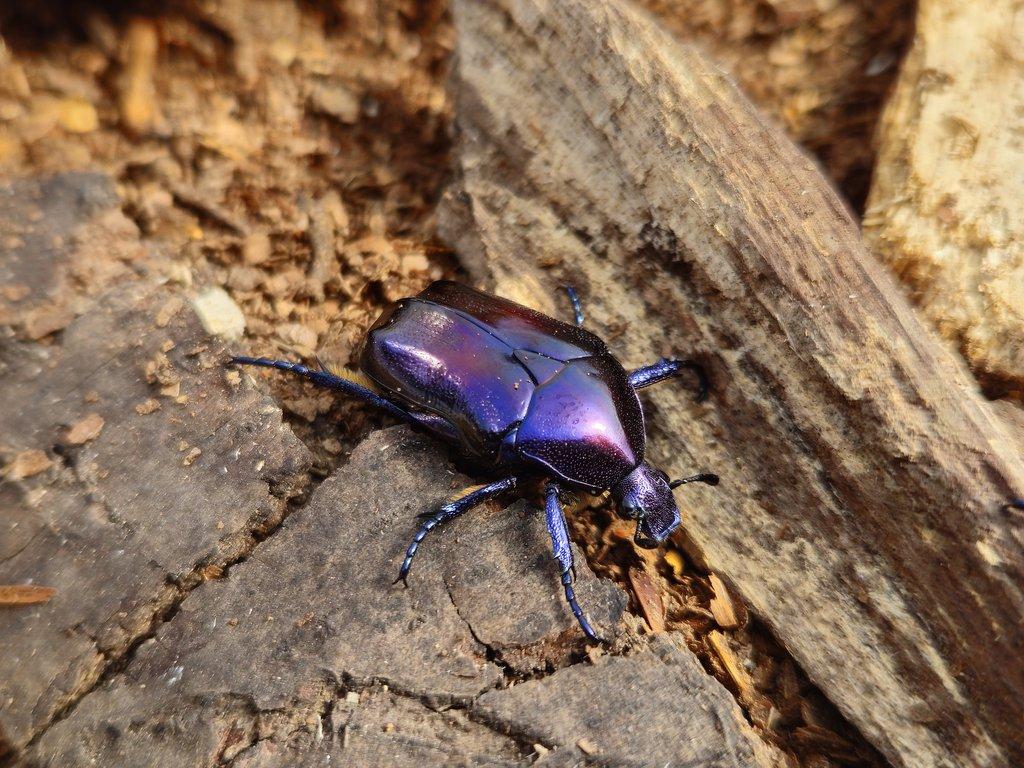 Protaetia mirifica