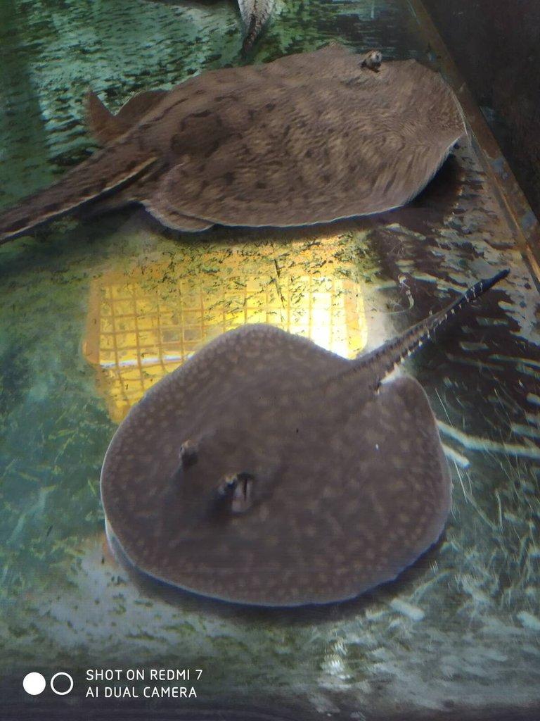 REJNOK -potamotrygon scobina