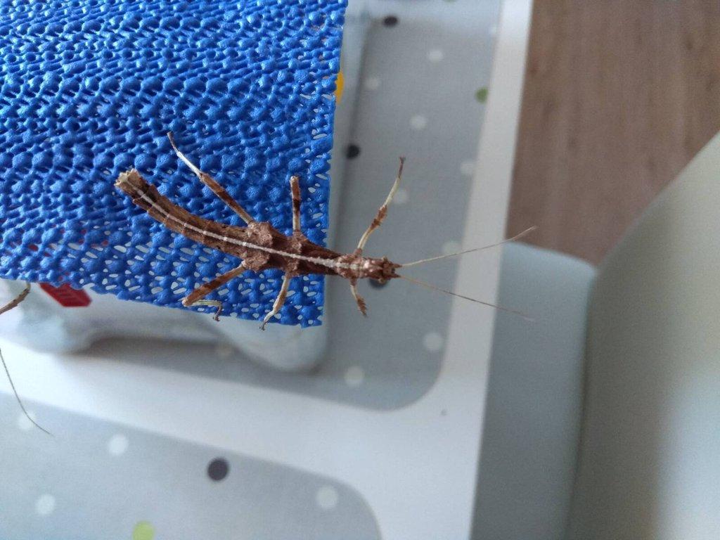 Strašilky a Pakobylky