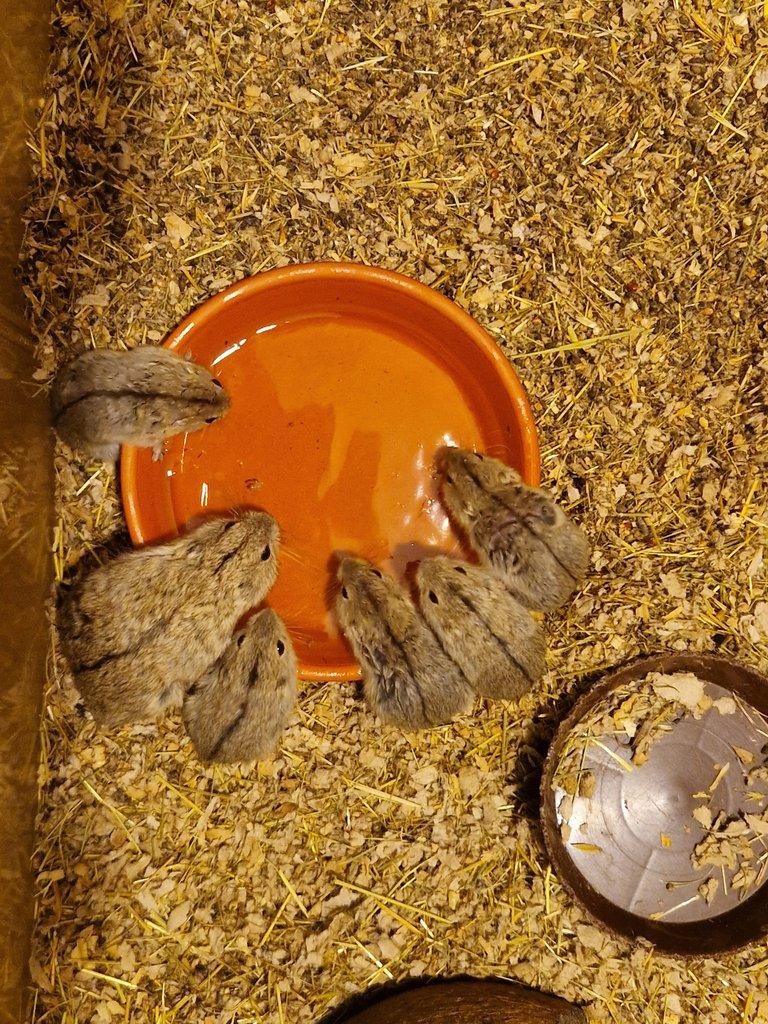 Pestruška písečná