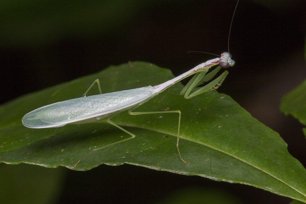 Leptomantella sp. 2 svlek