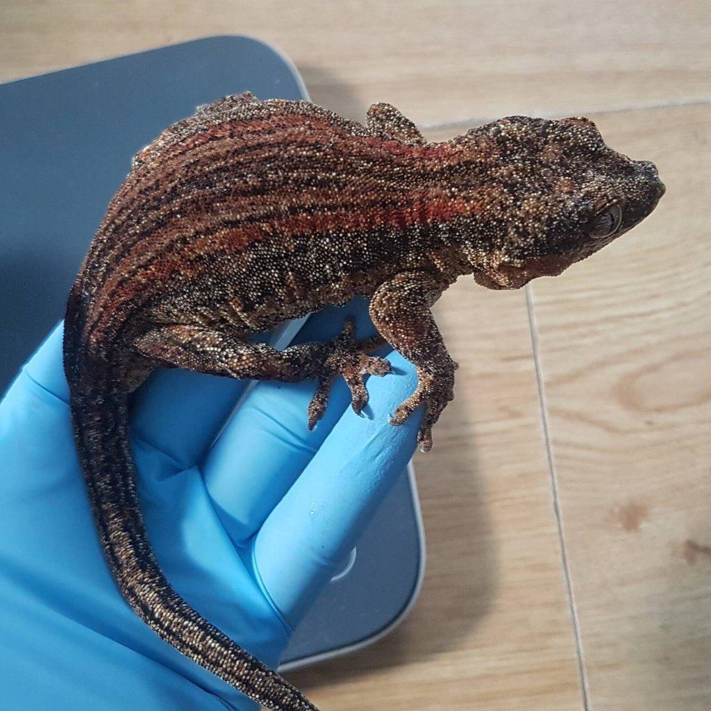 Rhacodactylus auriculatus - chovná samice