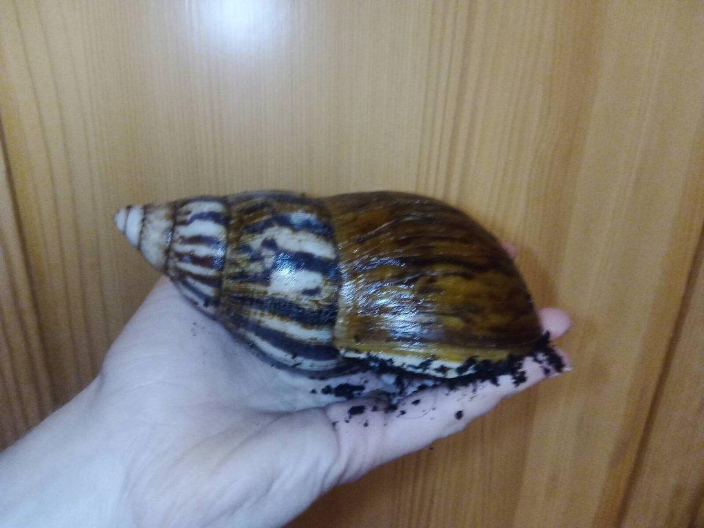 Šnek Achatina Achatina Nigeria Albino body