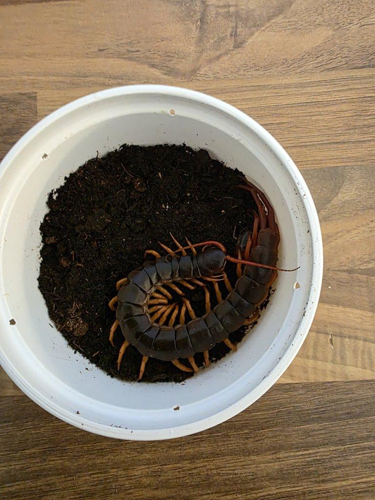 Scolopendry-obrovské stonožky