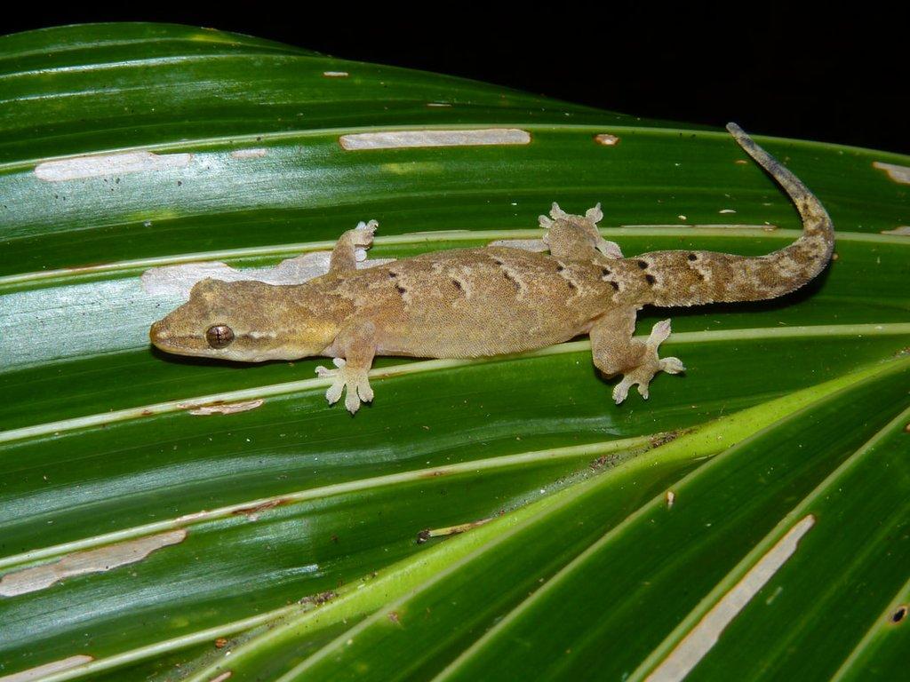 Lepidodactylus lugubris