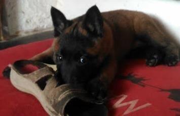 Belgický ovčák - Malinois - štěňata s pp - na záznam