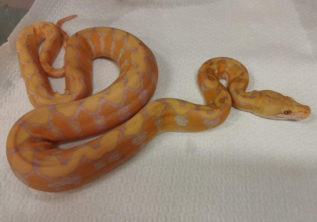 Albino Platinum Sunfire NZ 3/2025