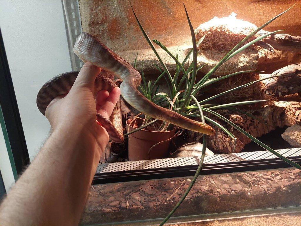 Aspidites ramsayi - woma