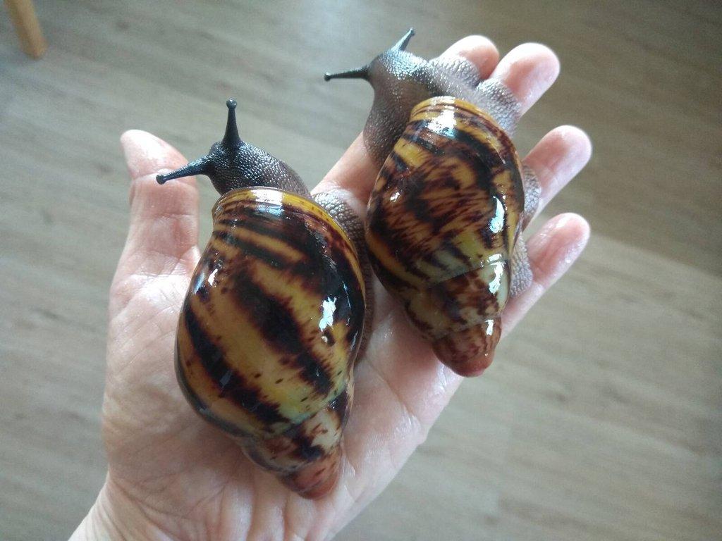 Africký šnek Archachatina Marginata Suturalis větší junioři