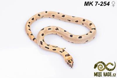 MAGMAKING - korálovka - Lampropeltis