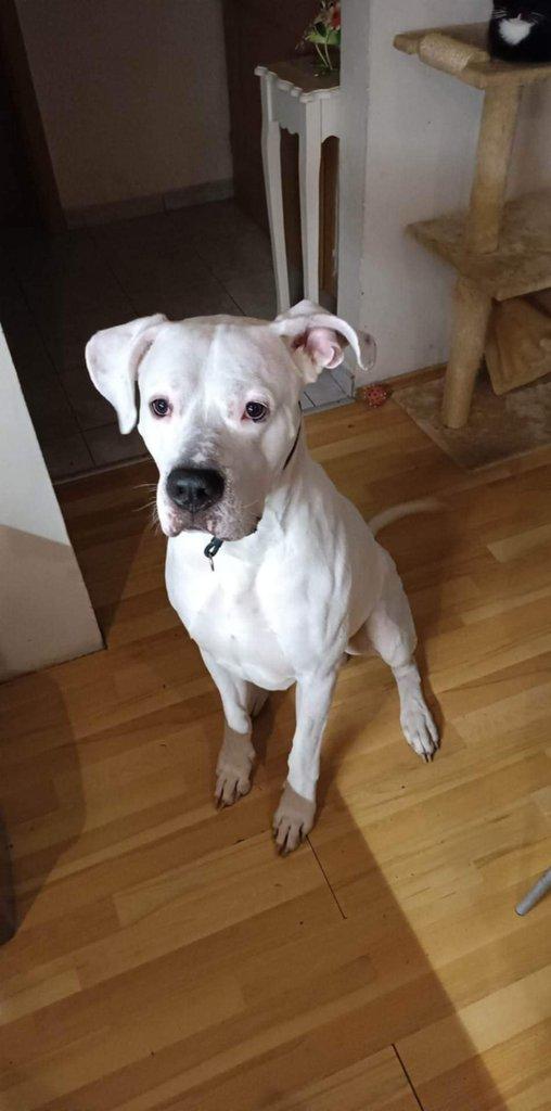 Daruji atgentinskou dogu