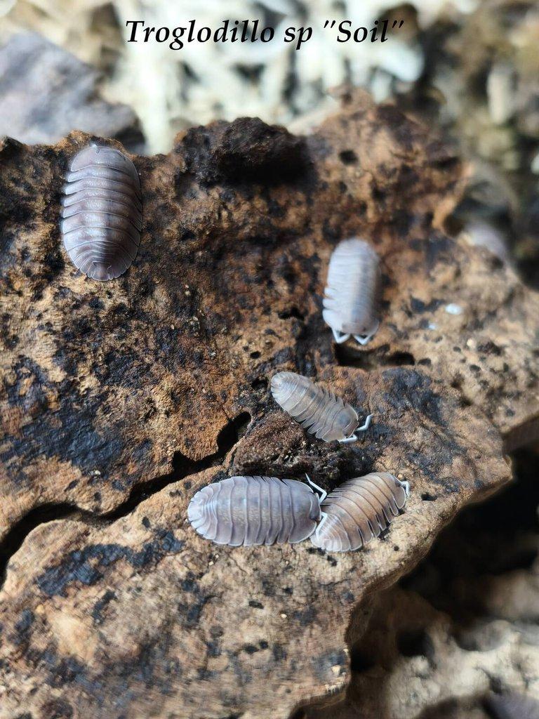 ISOPODY·STÍNKY·CHVOSTOSKOCI - POSÍLÁM / Fauna trhy Ostrava 26.4.