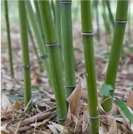 Bambus-Phyllostachys bissetti, Phyllostachys aue.spectabilis