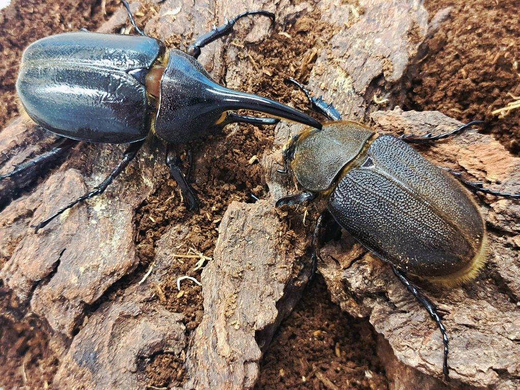 Dynastes hercules hercules