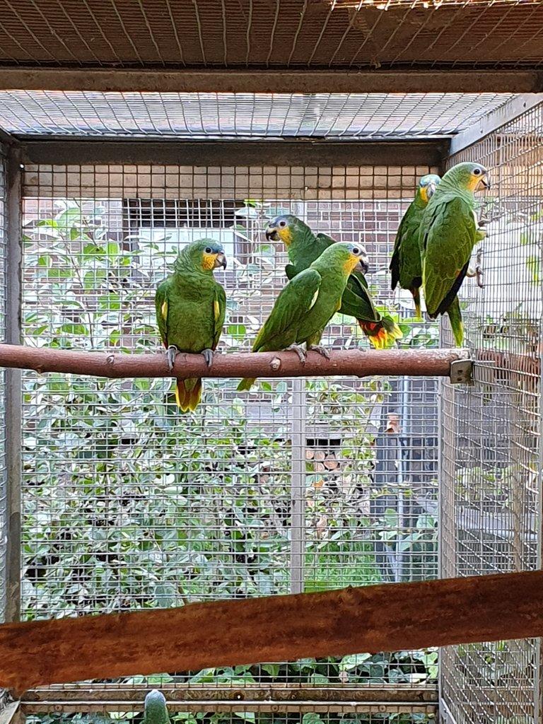 Prodám loňskou samici amazoňana oranžovokřidlého