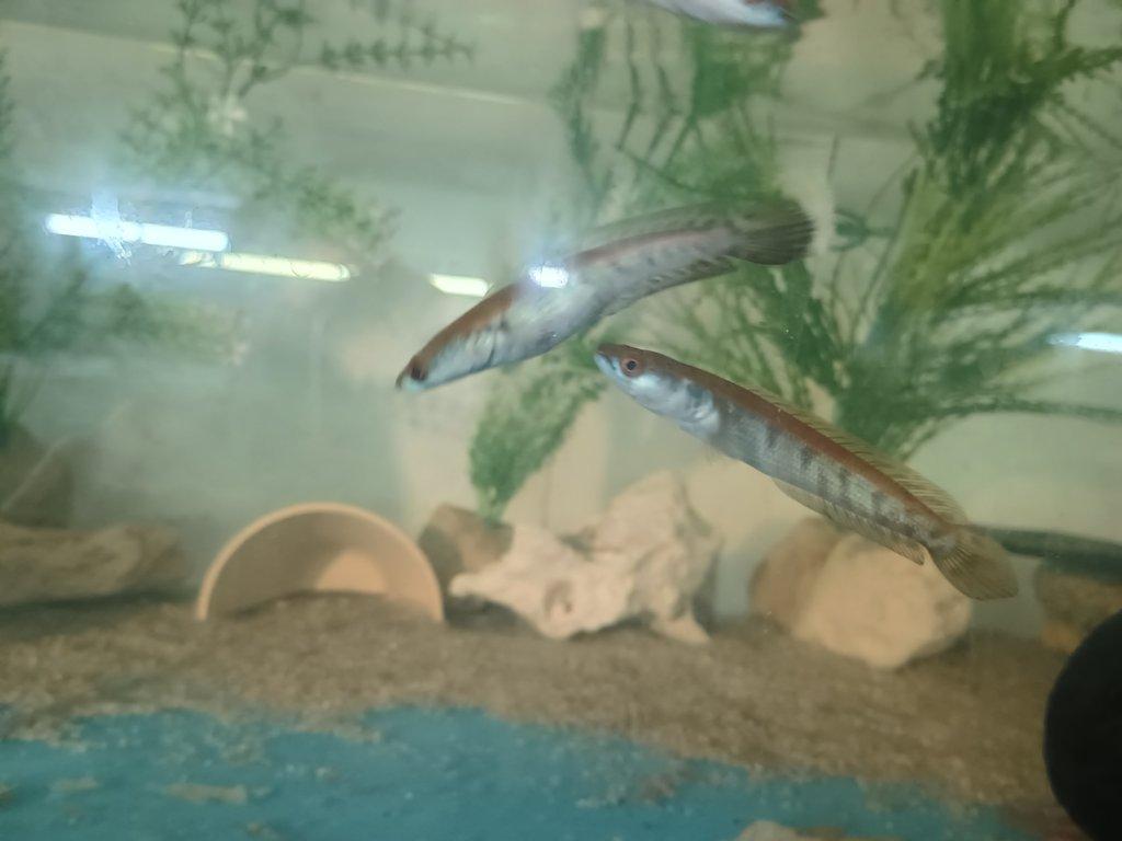 Prodám Channa Red Barito
