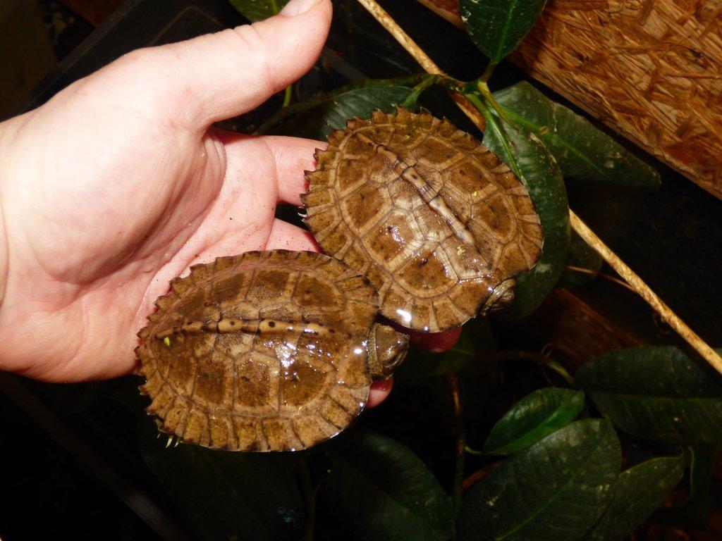 Želva černavá (Heosemys grandis)