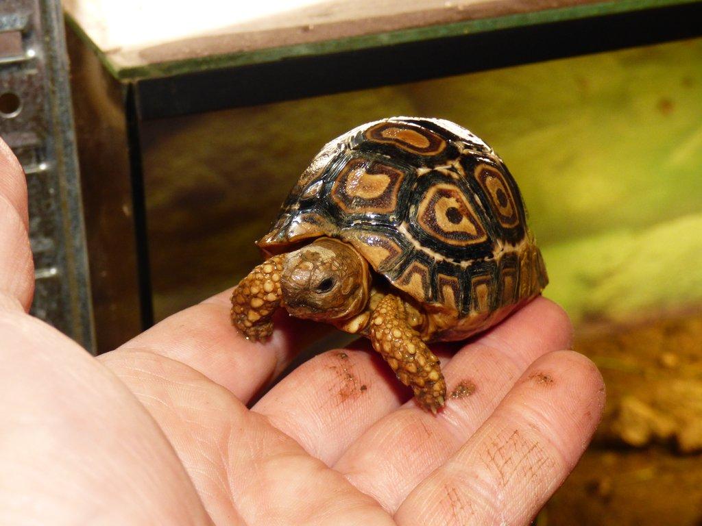 Želva pardálí (Stigmochelys pardalis)