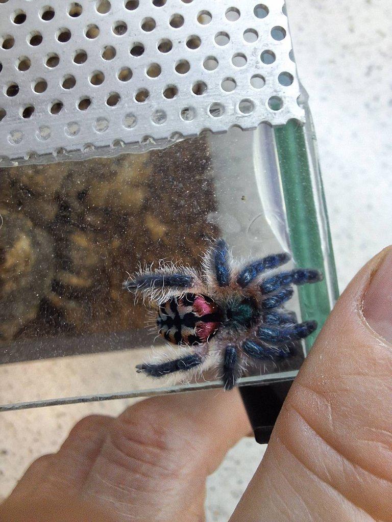 Avicularia