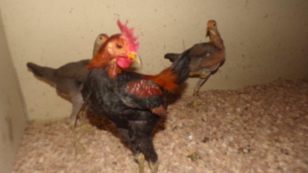 Bojovnice novoanglicka  pśenićne zbarveni - chovny kmen 1,2