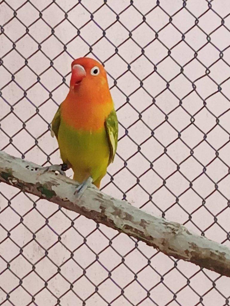Agapornis fischeri opalin