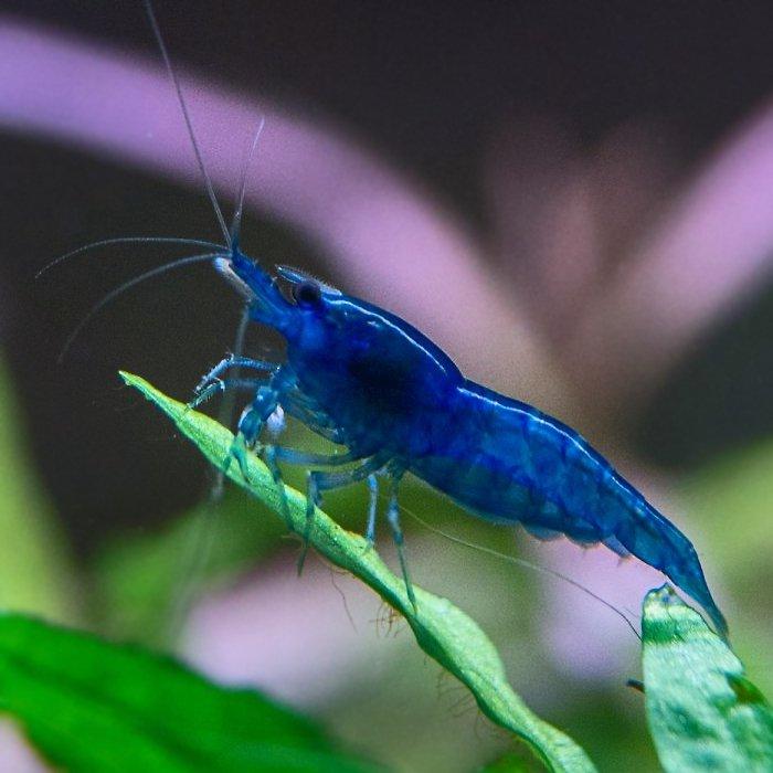 Krevetka Neocaridina var. Blue Dream
