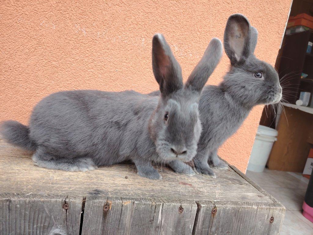 Vídeňský modrý/samci