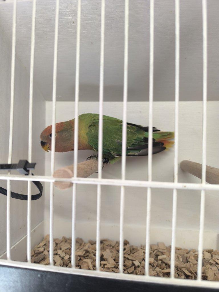 Agapornis Růžohrdlý