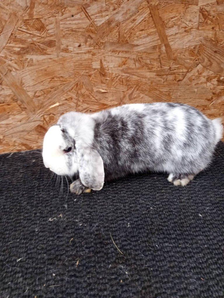 Zakrslý beran rhönský