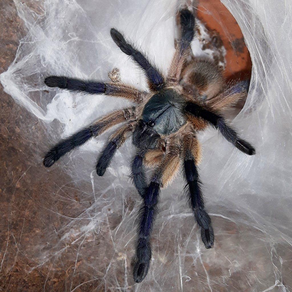 Monocentropus balfouri