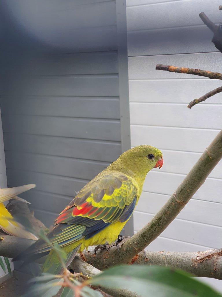 Kakadu ruzovy lutino,horsky/lutino