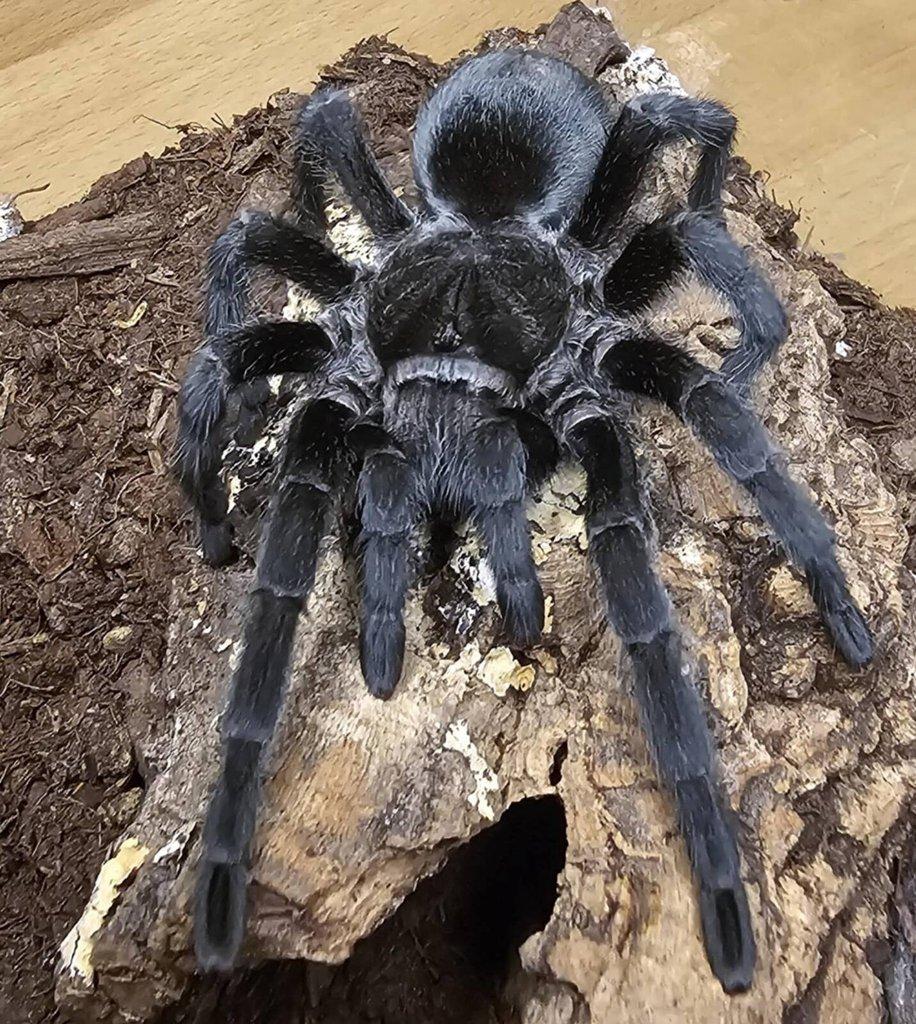Grammostola pulchra