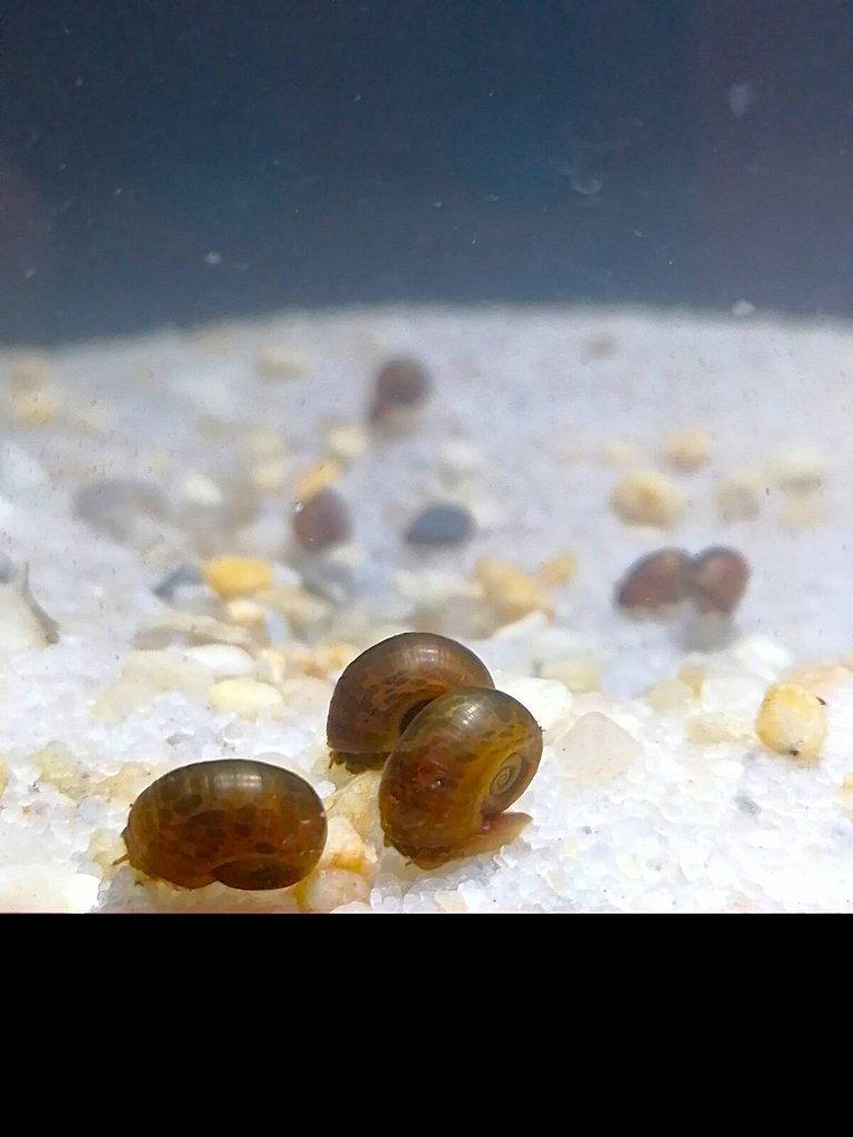 Akvarijní šnek - Okružák kanadský (Hnědý Leopard);10+5 zdarma